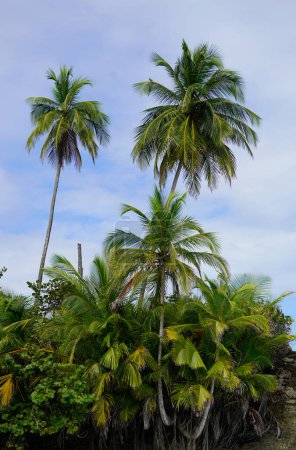 Palmen am Strand und Himmel, Karibikküste, Costa Rica