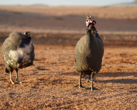 Helmeted guinea fowl in the desert, Namibia