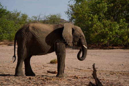 Elefante africano de pie sobre la arena, vista lateral. Damaraland, Namibia