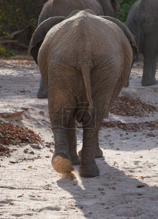 La parte posterior del elefante africano alejándose de la cámara, Damaraland, Namibia