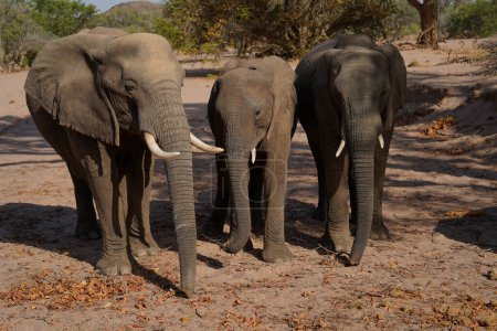 Three young dessert elephants in the wild, Damaraland, Namibia