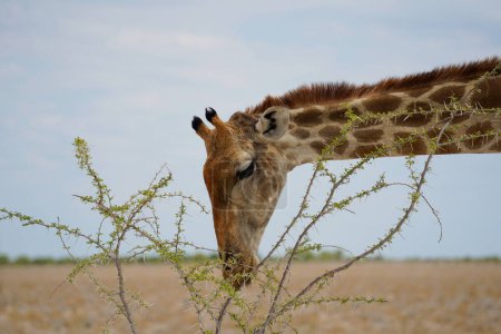 Porträt einer Giraffe, die Blätter vom Ast frisst, Etosha-Nationalpark, Namibia