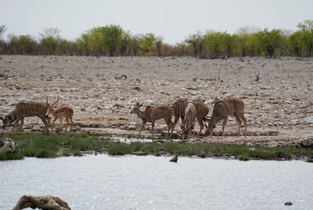 Foto de Impalas bebiendo en el abrevadero del Parque Nacional Etosha, Namibia - Imagen libre de derechos