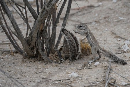 Two ground squirrels in Etosha National Park, Namibia