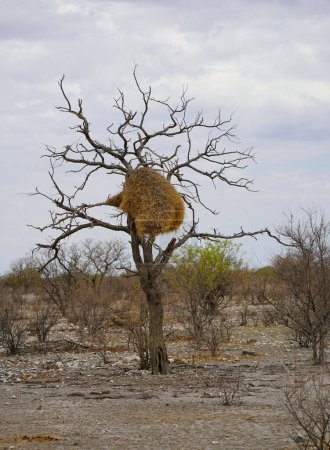Grand nid d'oiseaux tisserands sociables dans le parc national d'Etosha, Namibie