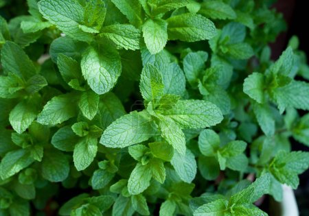 Fresh pepermint plants growing in a garden. Healthy herb.