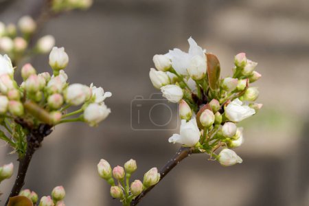 Japanese pear blossoms on tree in orchard.