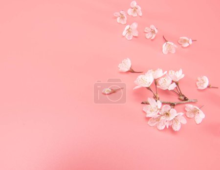 Branch of blooming cherry blossoms isolated on pink background. Traditional japanese flower.