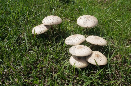 Photo for Mushroom umbrella on green grass. Chlorophyllum molybdites. Selective Focus. - Royalty Free Image