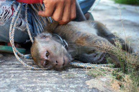 Téléchargez les photos : Un singe macaque qui est formé pour les spectacles de rue, connu sous le nom de "topeng monyet", est enchaîné à un mur pour être formé - en image libre de droit