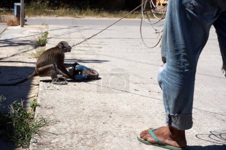 Téléchargez les photos : Un singe macaque qui est formé pour les spectacles de rue, connu sous le nom de "topeng monyet", est enchaîné à un mur pour être formé - en image libre de droit