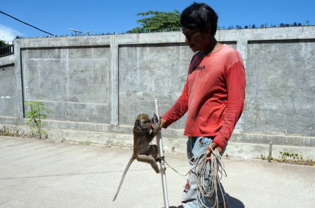 Téléchargez les photos : Sangatta, East Kalimantan / Indonésie-16 avril 2020 : Un singe macaque entraîné pour des spectacles de rue, connu sous le nom de "topeng monyet", est enchaîné à un mur pour être entraîné - en image libre de droit