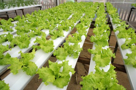 Photo for Hydroponic lettuce in hydroponic pipe. Hydroponic vegetable farm. - Royalty Free Image