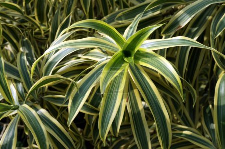 Foto de Hojas verdes y amarillas de Chlorophytum comosum. (planta de araña). Enfoque selectivo. - Imagen libre de derechos