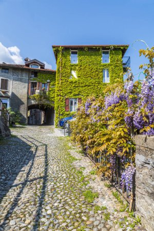 Photo for Menaggio, Italy - 05-16-2022: Beautiful narrow street in the historic center of Menaggio with houses covered with ivy and wisteria plants - Royalty Free Image