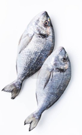 Téléchargez les photos : Queue de poisson frais près sur fond blanc.. Poisson entier. - en image libre de droit