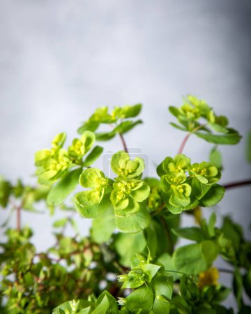 Téléchargez les photos : Euphorbia helioscopia. Sun spurge flowers. Close-up. - en image libre de droit