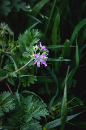 Photo for Wildflower in nature, scientific name; Erodium malacoides. Erodium malacoides, is a species of flowering plant in the geranium family (Mediterranean stork's bill). - Royalty Free Image