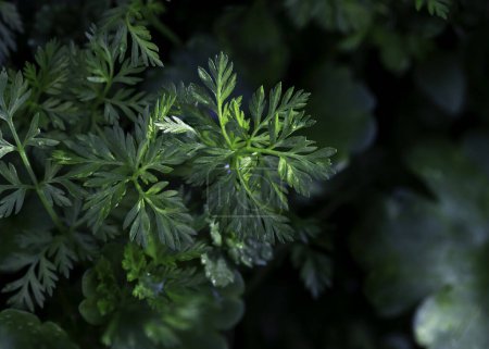 Téléchargez les photos : Beaucoup de feuilles de cerfeuil vert (Artemisia vulgaris). Vue de dessus. Gros plan. - en image libre de droit