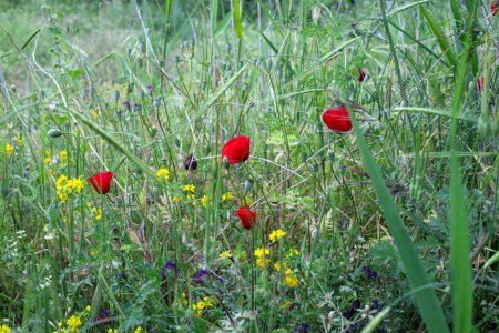 Foto de Flor de amapolas silvestres en el campo. Flores de primavera, amapolas brillantes. - Imagen libre de derechos