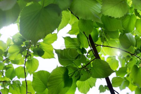 Foto de Hojas verdes en ramas contra la luz solar. follaje verde fresco de tilo que brilla a la luz del sol - Imagen libre de derechos