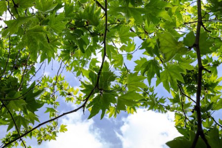 Foto de Árbol de platano sobre un fondo del cielo. Rama de Platanus orientalis con frutos redondos de sicomoro. - Imagen libre de derechos