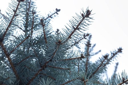 Photo for Background from branches of blue spruce. Cones of the blue, green, and white spruce or Colorado blue spruce, with the Latin scientific name Picea pungens, is a species of spruce tree. - Royalty Free Image