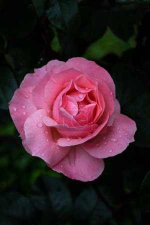 Foto de Rosa Rosa flor con gotas de lluvia en el jardín. Primer plano de una rosa sobre un fondo verde oscuro. - Imagen libre de derechos