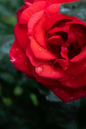 Photo for Blooming red rose with raindrops, red rosebud with raindrops. Raindrops on a red rose in the garden. Close-up. - Royalty Free Image