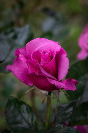Foto de Rosa de color magenta bajo la lluvia. Gotas de lluvia sobre pétalos. - Imagen libre de derechos
