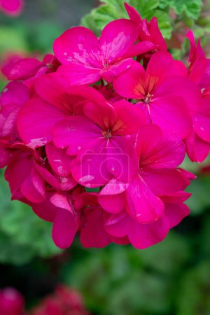 Foto de Geranio Zonal en flor, Pelargonium hortorum con flores rosadas. - Imagen libre de derechos