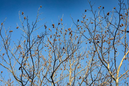 Foto de Rama de un arce con vainas de semillas contra el cielo azul en invierno. - Imagen libre de derechos