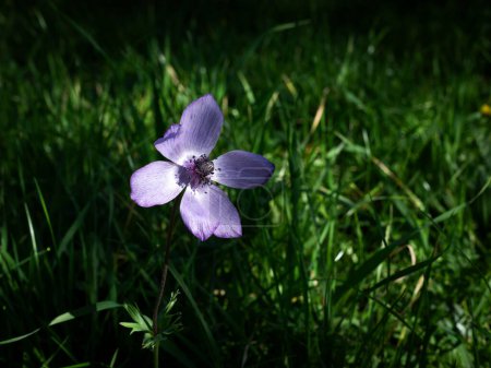 Purple anemone flower on a green meadow in spring