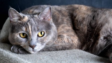 Portrait of a beautiful cat with yellow eyes on a gray background