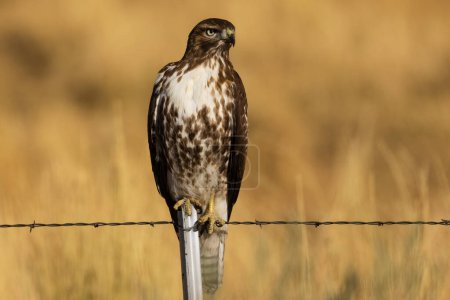 Juvenile Red Tailed Hawk (Buteo jamaicensis) perched atop a fence in Lassen County, California, USA.