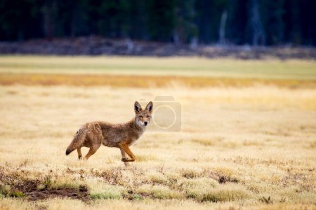Téléchargez les photos : Jeune coyote (Canis latrans) dans un champ ouvert. Réservoir plat McCoy. Comté de Lassen Californie, États-Unis. - en image libre de droit