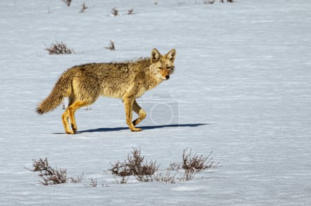 Junge Kojote (Canis latrans) auf einer schneebedeckten Wiese an einem Frühlingsmorgen im Lassen County Kalifornien