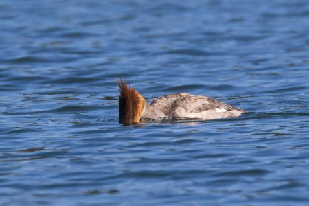 Merganser commun femelle Mergus merganser photographié dans le lac Blue dans le comté de Lassen en Californie avec son visage dans l'eau à la recherche de proies.