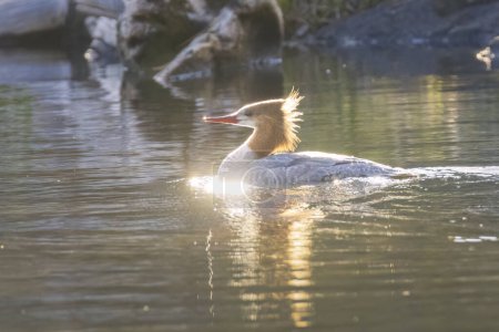 Late in the afternoon on a breezy May day I saw this common merganser hen swimming near the boat ramp at Blue Lake in Lassen County California.  The breeze, coming from her back was blowing her crest feathers around quite a bit and I thought it made 