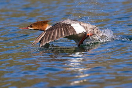Common Merganser (mergus merganser) hen in Blue Lake (Lassen County California) captured just as she began to take flight.