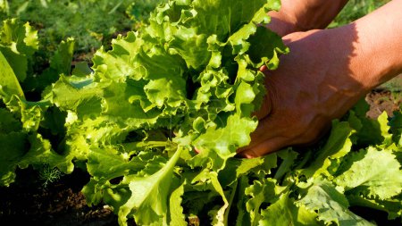 The farmers hands pluck fresh large leaves of green lettuce from the bed, put it in a bouquet. Farmer reviews the quality of grown lettuce leaves