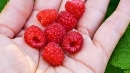 Berries of ripe red juicy sweet raspberries in a womans hand against the background of green leaves of a raspberry bush. Harvesting raspberries in summer. Juicy vitamin dessert