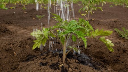 Photo for Water from a watering can pours on a green newly planted sapling, sprout, tomato bush. Growing vegetables in the open ground. Watering plants in arid climates. Care of vegetable seedlings - Royalty Free Image