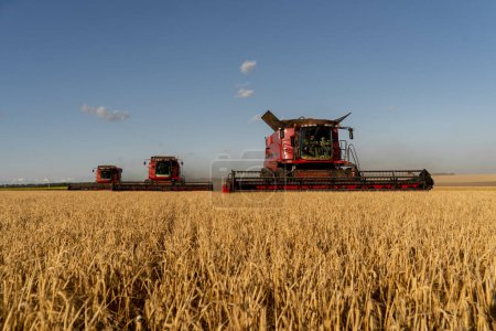 Foto de Kharkiv, Ucrania - Jule, 18, 2022: Tres cosechadoras conducen a través de un campo de trigo amarillo maduro y cosechan la cosecha. Cosecha de trigo en Ucrania. Concepto de seguridad alimentaria - Imagen libre de derechos