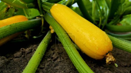 Foto de Amarillo maduro calabacín grande en la cama entre las hojas verdes. Sobre los calabacines gotas de lluvia. Cultivo y cosecha de verduras vitamínicas - Imagen libre de derechos