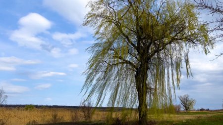 Photo for A lonely willow tree with long hanging branches in spring against a blue sky with clouds. The concept of loneliness against the backdrop of wildlife, reflection and meditation - Royalty Free Image