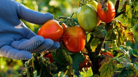 Eine behandschuhte Bauernhand kontrolliert die Reife der Tomaten an einem Strauch im Garten. Anbau von biologisch reinen Tomaten. Tomatenernte. Pflanzen- und Obstgesundheit auf freiem Feld