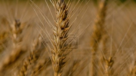 Téléchargez les photos : Oreille jaune mûre de blé sur fond de champ de blé. Mûrissement et récolte du blé. - en image libre de droit