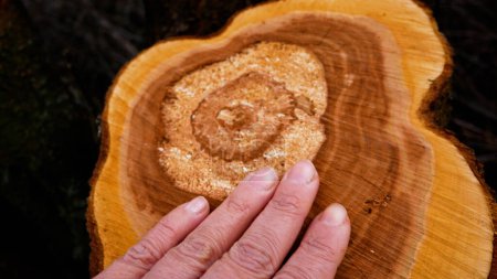 Una mano de mujer limpia un fresco, recién cortado corte de un árbol. Los anillos de crecimiento son visibles en el corte. Deforestación sanitaria, jardín