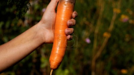 Foto de Gran zanahoria madura grande con hojas verdes en una mano de los niños en el fondo de un jardín verde. Panorama. Comida saludable para bebés. Cultivo de zanahorias orgánicas. - Imagen libre de derechos